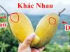 Mẹo mua xoài chín ngọt tự nhiên, không sợ ủ thuốc