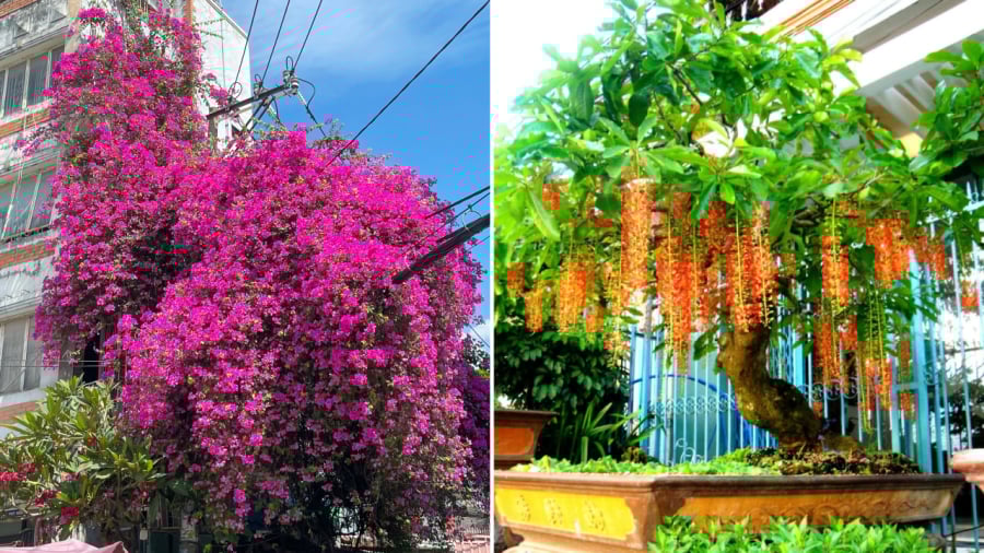 4 loại cây là 'bảo vật' của Thần Tài, trồng trong nhà càng lâu càng có lộc